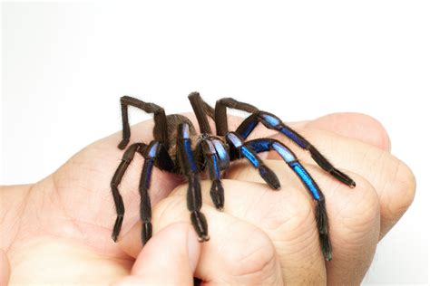 Jewel of the forest: New electric blue tarantula species discovered in ...