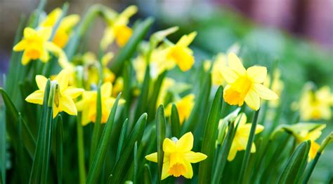 March Flower Lore: The Daffodil - Farmers' Almanac