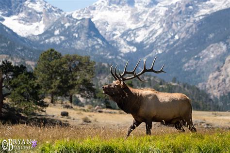 Colorado Rocky Mountain Wildlife Photography-Bryan Maltais