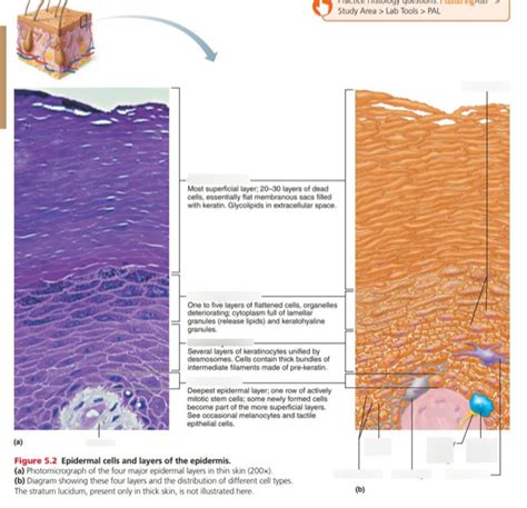 Chapter 5 epidermal cells and layers of the epidermis Diagram | Quizlet