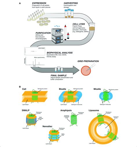 progettista ricevuta impazzito membrane protein purification guardare ...