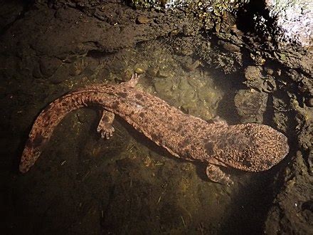 Japanese giant salamander - Wikipedia