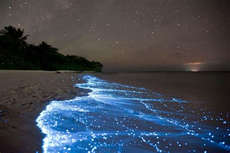 Glowing Maldives - Bioluminescence Beaches in The Maldives