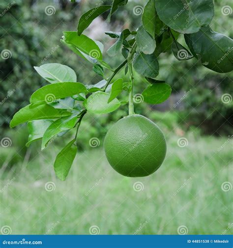 Pomelo on the tree stock photo. Image of pomelo, tree - 44851538