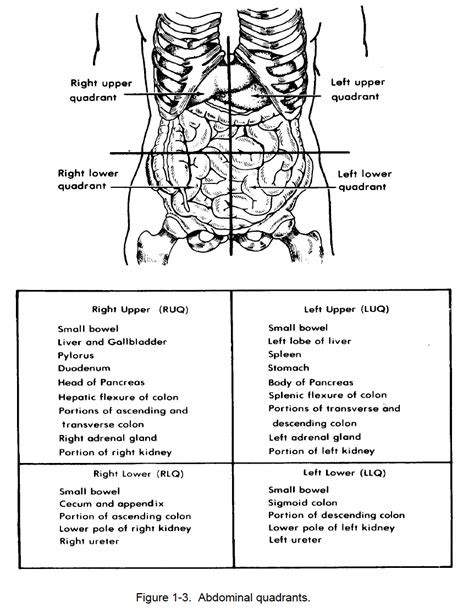 4 Regions Of Abdomen