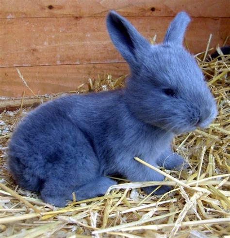 American Rabbit - Complete Breed Guide & Top Facts