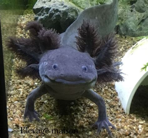 Axolotl: A Fascinating Creature