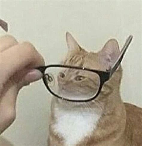 Funny Cat With Glasses Meme - Cat Mania