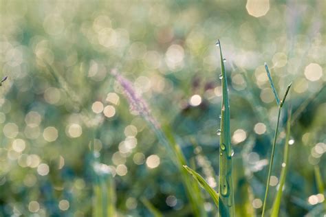 Macro Photography Of Blades Of Grass · Free Stock Photo