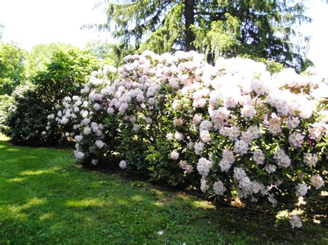 Rhododendrons Tricky: Choose Zone Over Color The