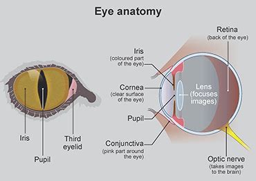 Cat Eye Anatomy