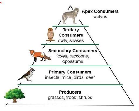 Apex Predators- Definition, Trophic Cascade, Examples, 54% OFF