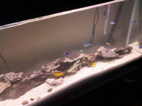 my tank - Community Photos - Nano-Reef Community