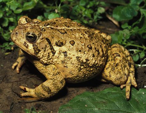 Toad and Frog Facts | Missouri Department of Conservation