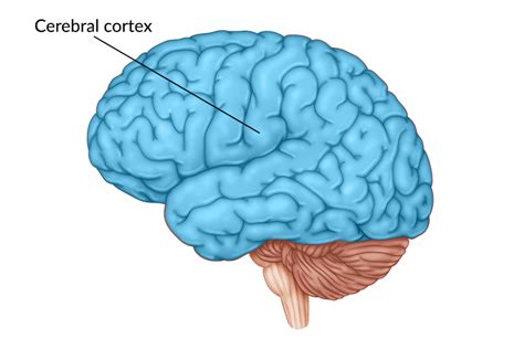 Cerebral Cortex Damage: Symptoms, Effects, Recovery from Injury