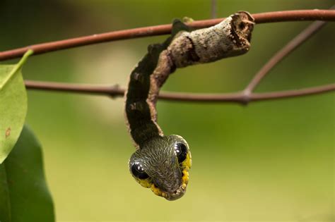 19 Astounding Facts About Mimicry - Facts.net