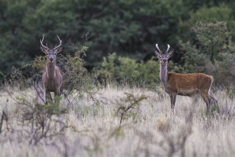 Red deer rut season, stock photo. Image of harem, industry - 233193290