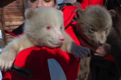 Albino bear charms Polar Zoo crowds A Norwegian zoo that bills itself ...