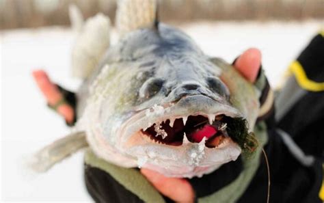 The Best Walleye Ice Fishing in Minnesota: 10 Prime Spots