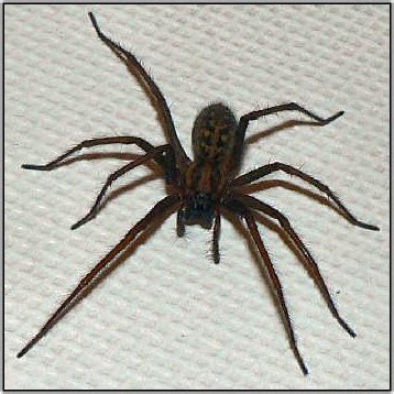 Hobo Spider Vs Giant House Spider