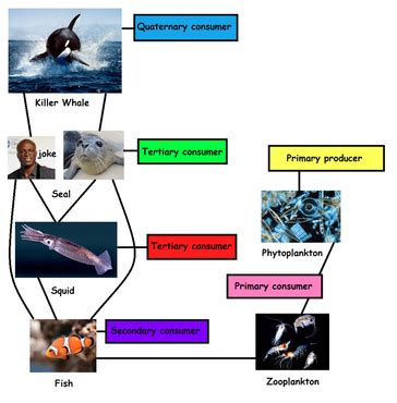 Killer Whale - Food Chain