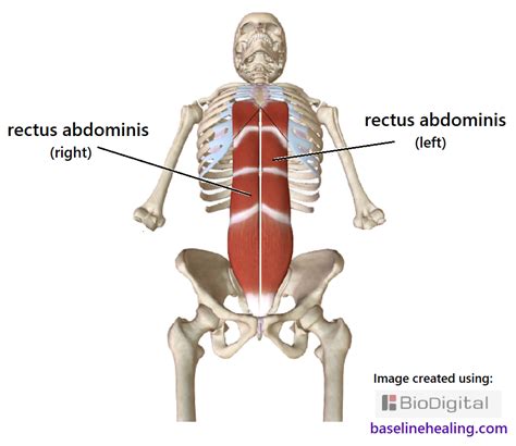 Rectus abdominis muscles. Keep it simple