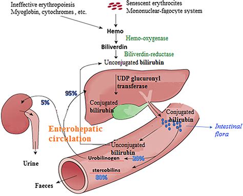 How To Increase Bilirubin - Goalrevolution0