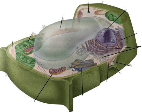 Diagram of a Plant Cell Diagram | Quizlet