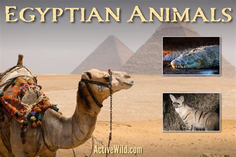 Animals Native To Egypt Clearance | dakora.com.co