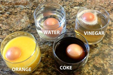 Egg and soda science fair experiment