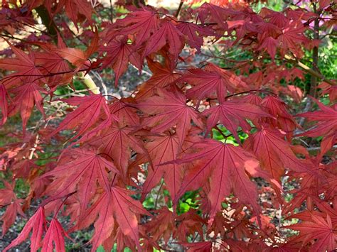 Buy Acer palmatum 'Purple Ghost' Japanese Maple — Mr Maple │ Buy ...