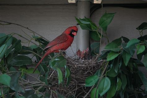 Cardinal Bird Nest - Free photo on Pixabay