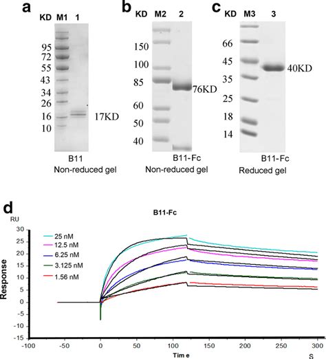 The SDS‐PAGE gel and the affinity tests. a–c the SDS‐PAGE gel of the ...