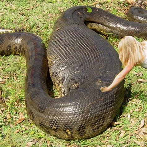 The Biggest Snake in The World (ANACONDA) - Giant Anaconda vs Pig ...