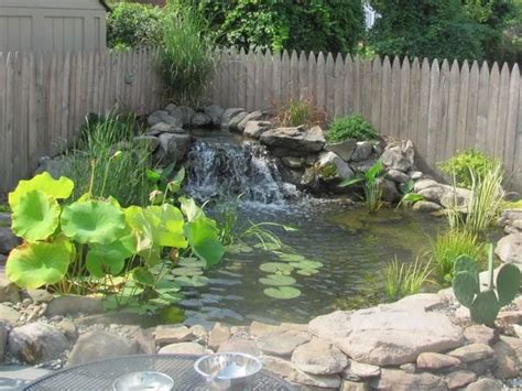 Aquatic Plants For Ponds: 11 Of Our Maryland Favorites