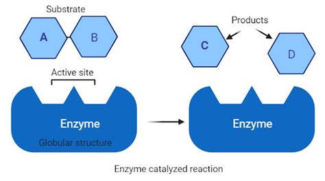 What is Enzyme in Biology? Structure, Location and Function | Biology ...