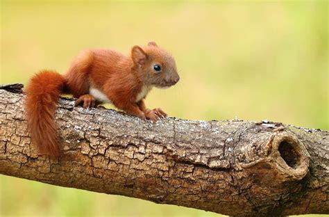 8 Things Baby Squirrels Like to Eat Most (Diet, Care & Feeding Tips)