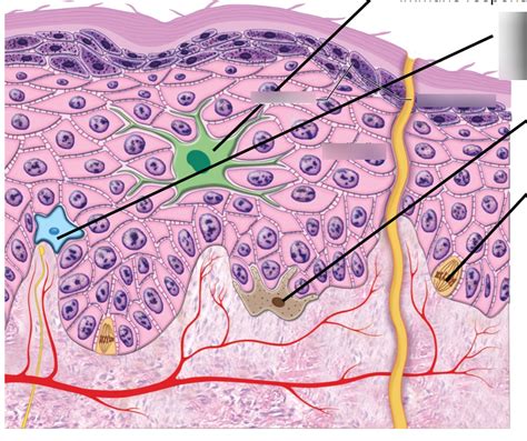 epidermis (function) Diagram | Quizlet