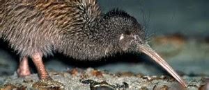 Fun Kiwis Facts for Kids (All You Need to Know!)