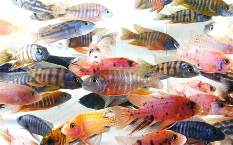 10 Most Colorful African Cichlids (With Pictures) - AquariumNexus