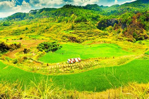 Vietnam Rice Paddy Field stock photo. Image of asian - 96635254