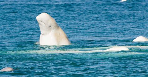 Beluga Whale Images