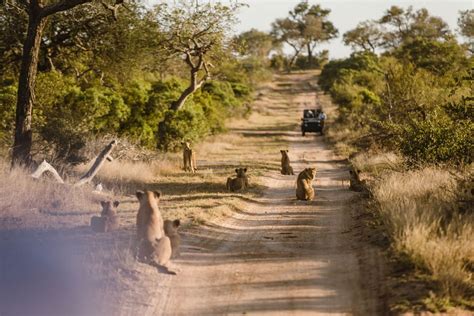 My Safari Experience - Wildflower Photography - South African Safari ...