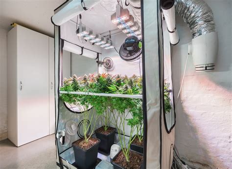 Setting Up Your Marijuana Grow Tents: A Full Guide