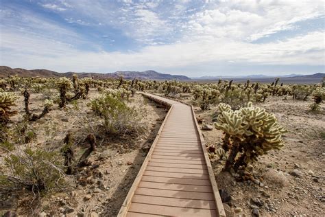 How to Plan a Perfect Trip to Joshua Tree National Park