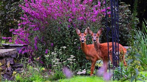 18 Beautiful Deer Resistant Shrubs to Protect Your Garden