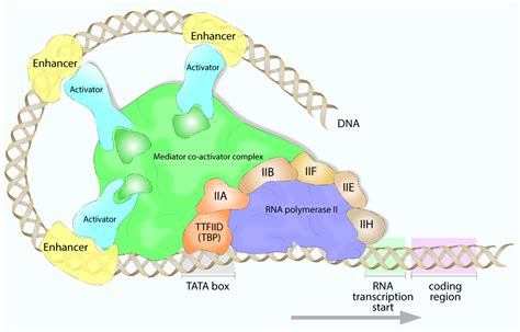 Eukaryotic Transcription 50 Years Later – What Have We Learned?