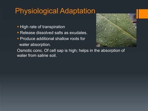 Adaptations of epiphytes and halophytes