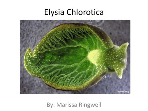 Elysia Chlorotica