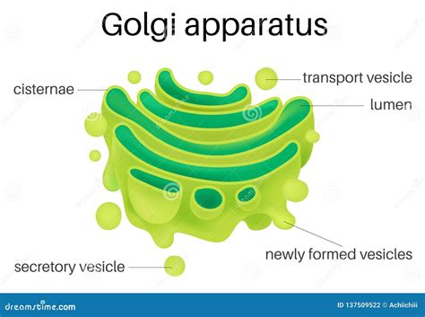 Structure of Golgi Apparatus Stock Vector - Illustration of nucleus ...